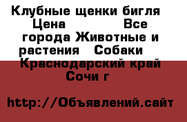 Клубные щенки бигля › Цена ­ 30 000 - Все города Животные и растения » Собаки   . Краснодарский край,Сочи г.